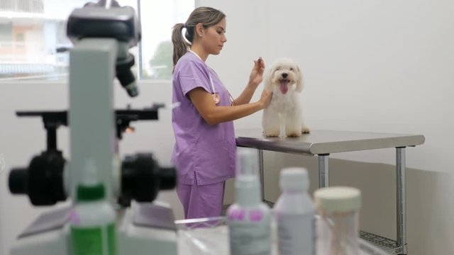 Doctor Visiting Dog In Studio With Vet And Sick Pet