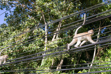 The rhesus macaque, monkey, by the maine road on the Thailands Island Koh Chang, walking on the street and on the wires, cables, lines.