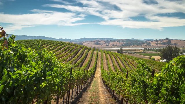 Rows of grapevine plants in vineyard on sunny day. California. 4K UHD timelapse.