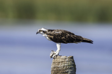 Ospry