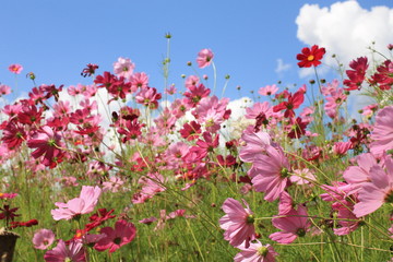 Obraz na płótnie Canvas Beautiful pink flowers field and bright sky.