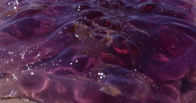 Jelly fish washed up on beach