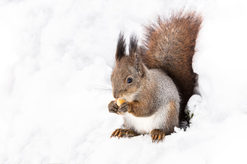 Naklejka na ściany i meble young red squirrel sitting on white snow in winter forest and eating nut 