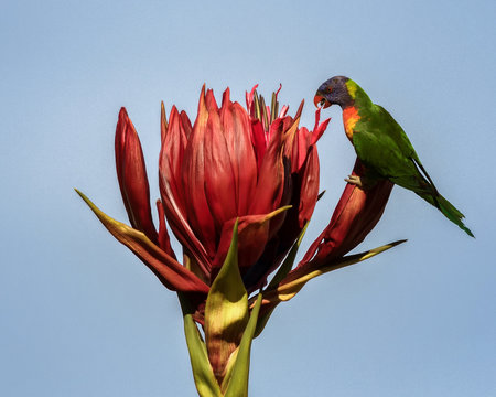 Australian Rainbow Lorikeet (Trichoglossus moluccanus) feeding on a red Gymea lily (Doryanthes excelsa)