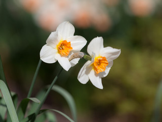 Naklejka na ściany i meble two white daffodils