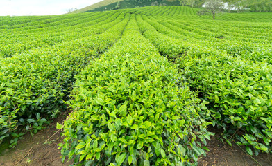 Fototapeta na wymiar Panrama green tea hill in the highlands in the morning. This tea plantation existed for over a hundred years old and the largest tea supply in the region and exporting