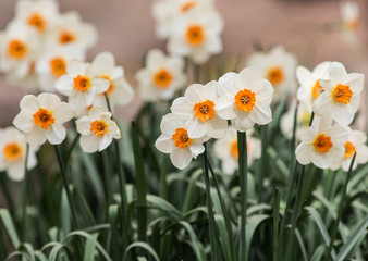 Fototapeta premium white daffodils in a spring