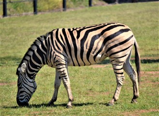 Fototapeta na wymiar Grazing Zebra