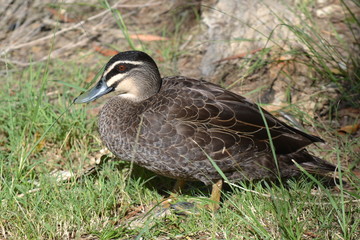 Duck