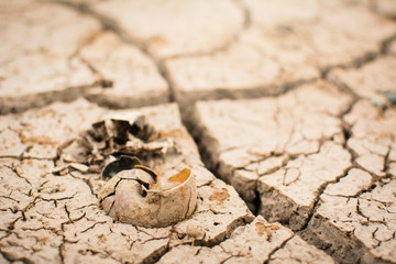 Carcass of shell on crack dry ground, concept drought