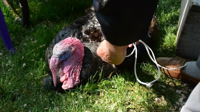 2in1, the hands of an elderly man unwind the wings of a turkey lying on the grass for sale
