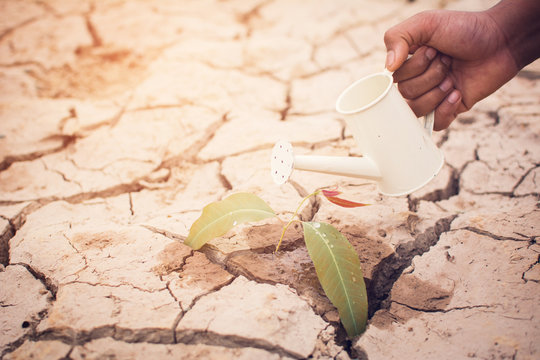 Hands of boy watering little green plant on crack dry ground, concept drought and save the world