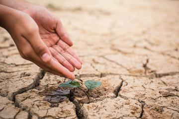 Hands of boy watering little green plant on crack dry ground, concept drought and save the world