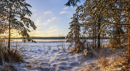 Sunset on the edge of the winter forest