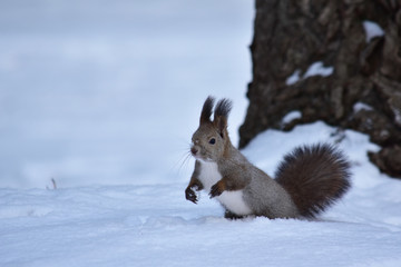 雪原に一歩を踏み出すエゾリス