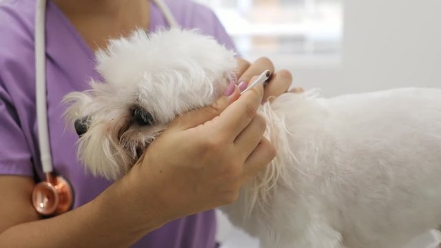 Doctor Cleaning Dog Ear In Clinic For Veterinarian Profession