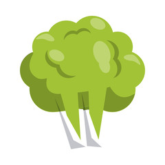 Broccoli vegetable isolated