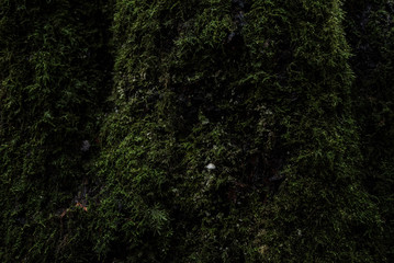 close up tree in vancouver