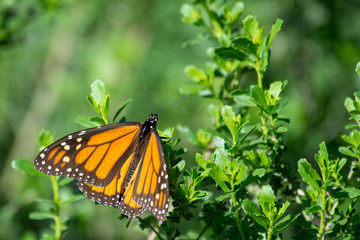 Fototapeta premium Monarch Butterflies at Pismo Beach Monarch Butterfly Grove