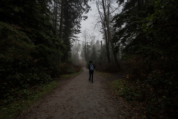 walk in the misty  woods