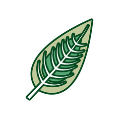  ovate leaf  vector illustration