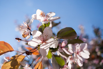 Close-up sunlit blossoming pale pink sakura flowers on blue sky background.