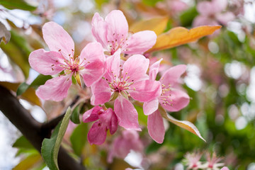 Obraz premium Close-up beautiful gentle pale pink flowers of sakura.