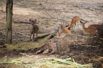 Dear in Chiangmai night safari