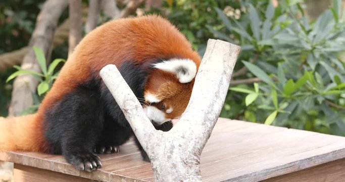Red panda eating treat