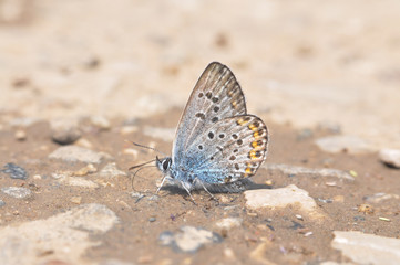 Fototapeta na wymiar Plebejus argus, Silver Studded Blue. Common butterfly in Europe taking minerals from the ground