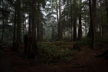 Obraz premium Stanley park Vancouver green background