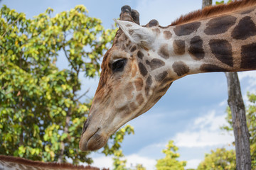 giraffee in Chiangmai night safari