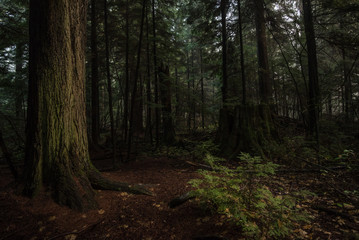Stanley park Vancouver green background