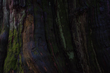 Wood texture brown and green