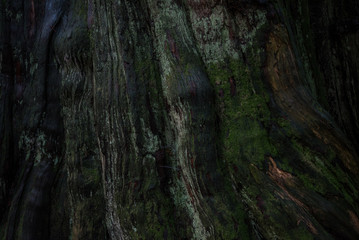 wood texture