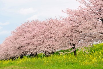 Fototapety  桜並木と菜の花