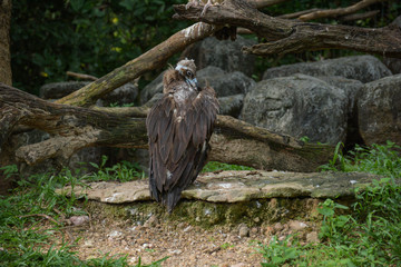 Bird in Chiangmai zoo