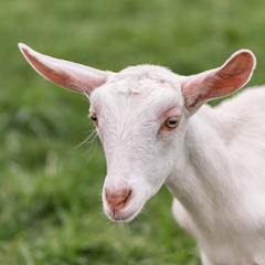 Saanen goat kid - square