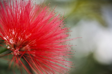 cactus flower close up