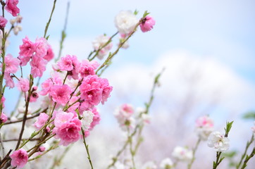源平花桃