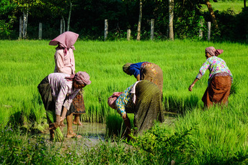 People working on rice field in Vietnam