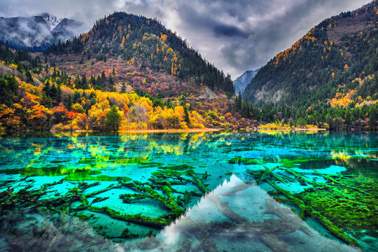 Fototapeta Amazing view of crystal clear water of the Five Flower Lake (Multicolored Lake) among autumn woods in  Jiuzhaigou nature (Jiuzhai Valley National Park), China.