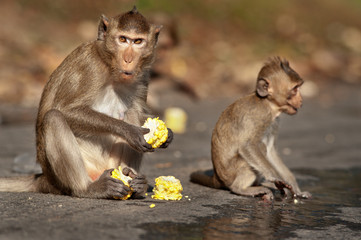 Monkey Eating Corn