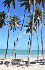 Coconut palms by the sea on a beach in Zumbi Brazil