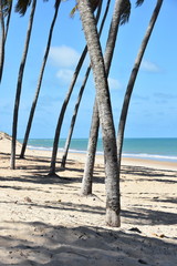 Coconut palms by the sea on a beach in Zumbi Brazil