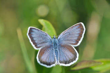 Plebejus argus, Silver Studded Blue Butterfly feeding on wild flowers. 