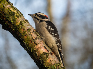 woodpecker resting on a thick tree branch in the park