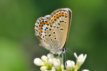 Fototapeta na wymiar Plebejus idas, Idas Blue butterfly collecting nectar on wild white flower. Beautiful butterfly love. 