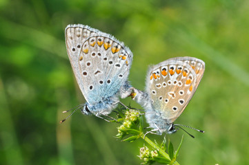 Polyommatus icarus, Common Blue butterflies mating on wild flower. Love of butterflies.