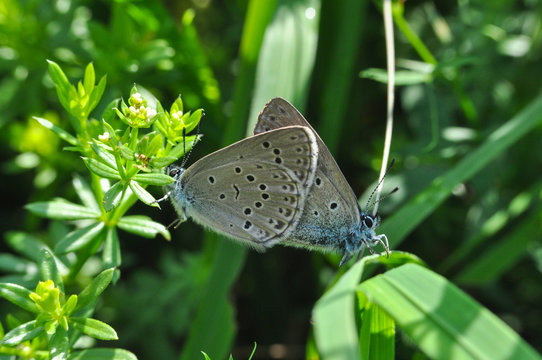 Phengaris alcon, the Alcon blue or Alcon large blue butterfly. Butterfly mating in the grass